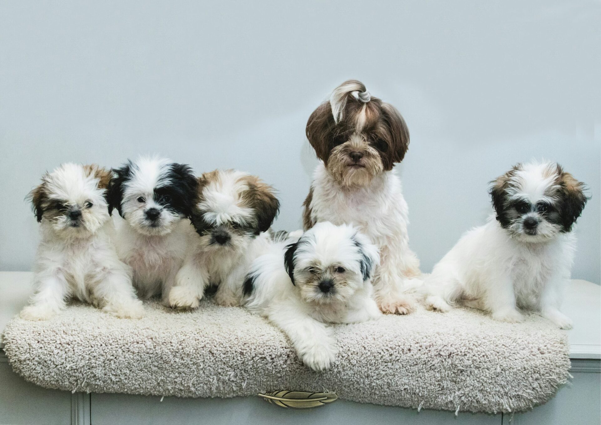 puppy training tips