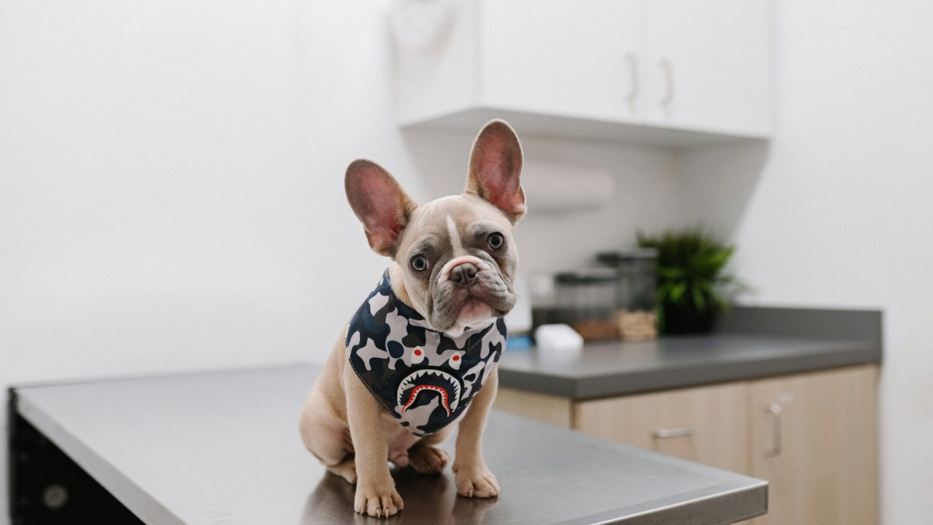 puppy on a table at a veterinarian's office