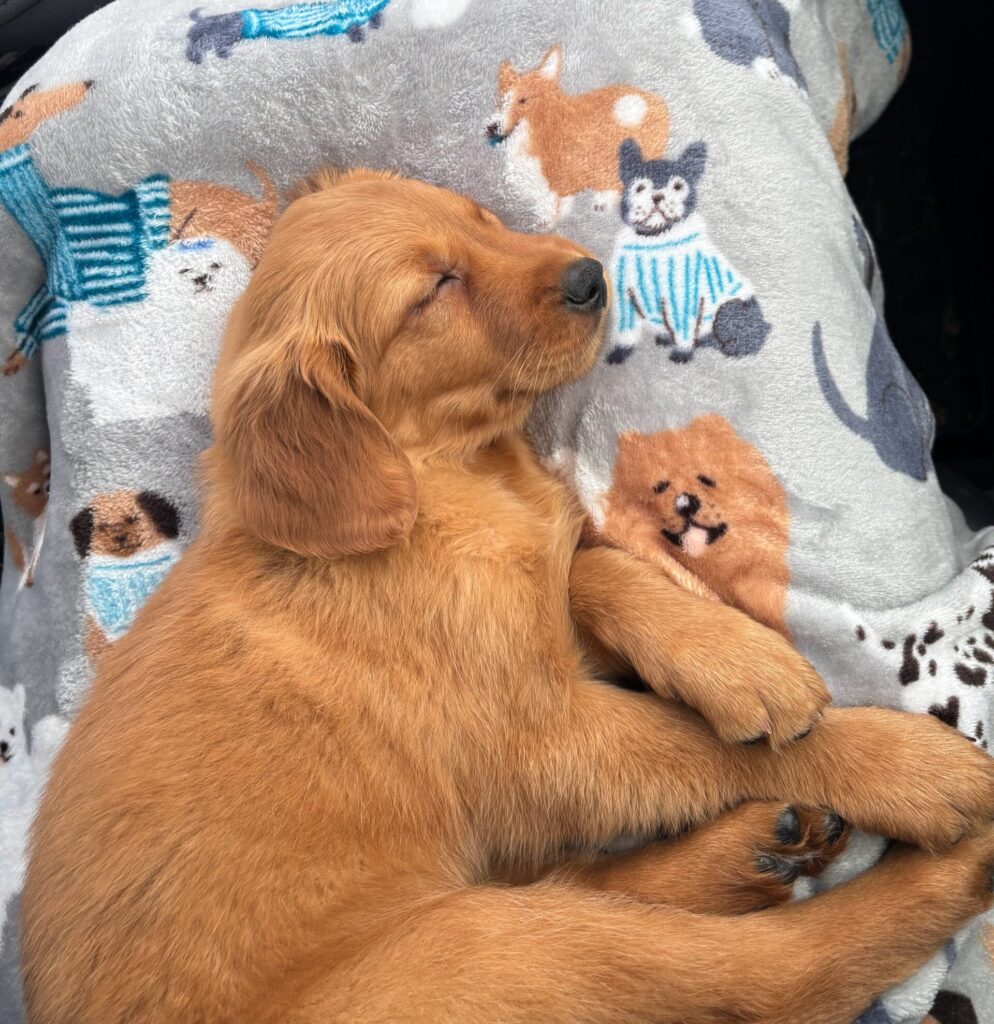 New golden retriever puppy sleeping after his first ride home.