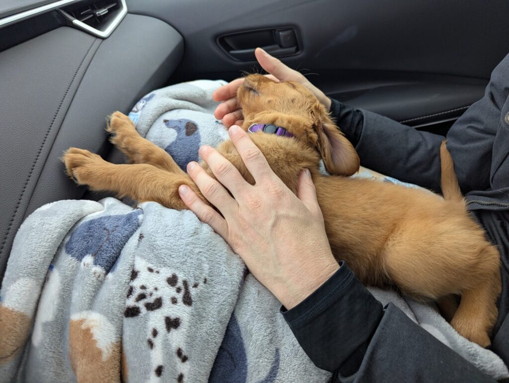 Sleeping golden retriever puppy riding home in the lap of his new parent.