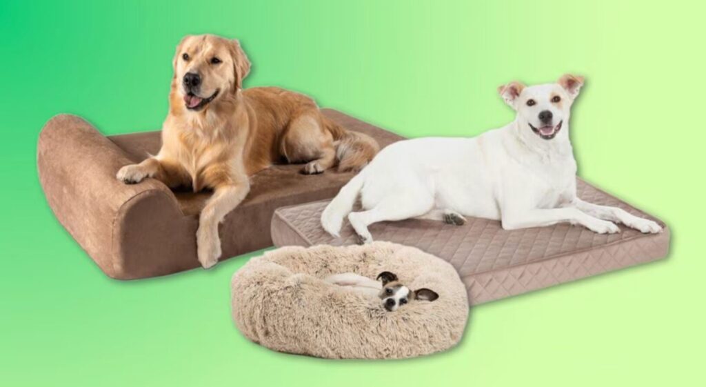 dogs enjoying their new dog beds