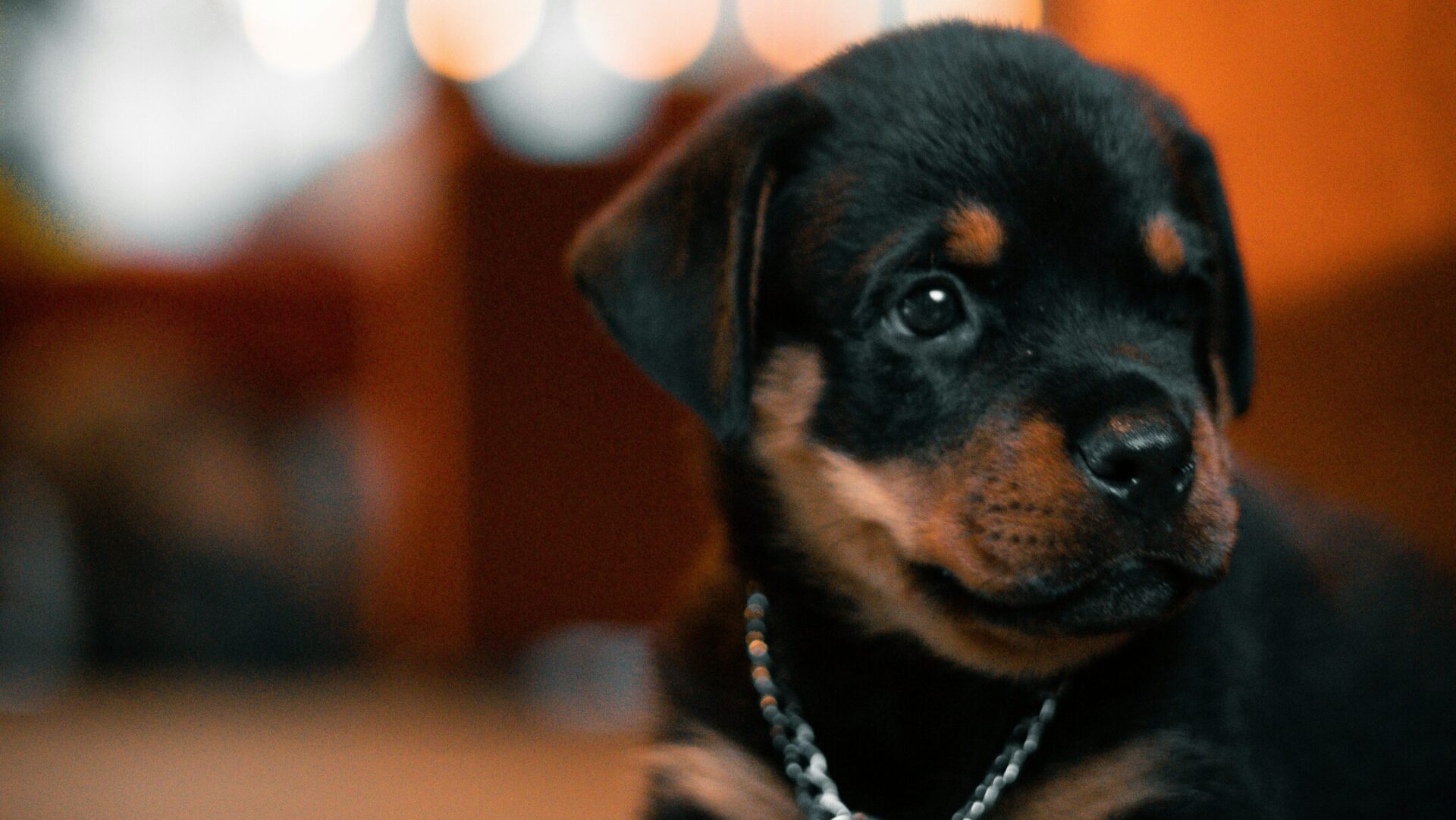 New puppy essentials checklist